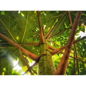 Natural Papaya Plant